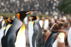 koningspingu&iuml;n met jong